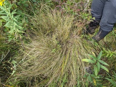 Muhlenbergia richardsonis