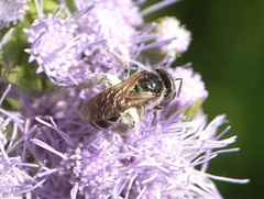 Halictus ligatus