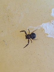 Bassaniana utahensis