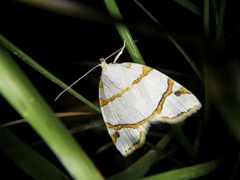 Ariolica argentea