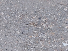 Passer domesticus