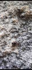 Ronisia brutia