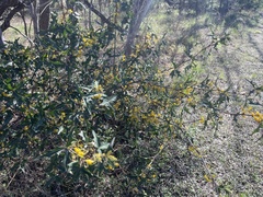 Berberis trifoliolata