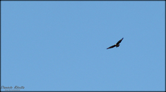 Buteo buteo buteo