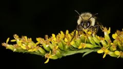 Bombus impatiens