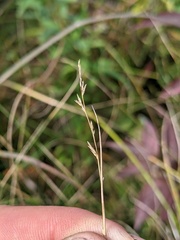 Muhlenbergia richardsonis