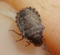 Sciocoris sideritidis