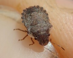 Sciocoris sideritidis