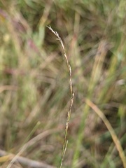 Muhlenbergia richardsonis