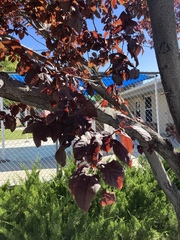 Prunus triloba