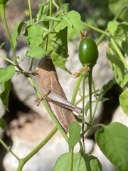 Schistocerca damnifica