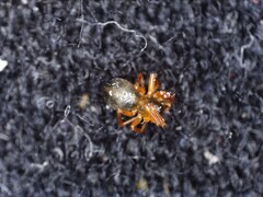 Araneae