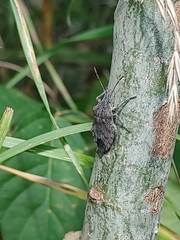 Brochymena