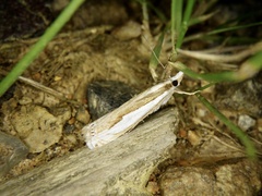 Crambus argyrophorus