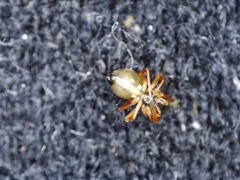 Araneae