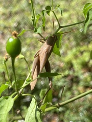 Schistocerca damnifica