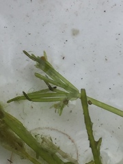 Nitella flexilis