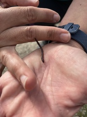 Myriapoda
