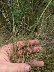 Muhlenbergia richardsonis
