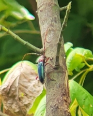 Stenaspis verticalis