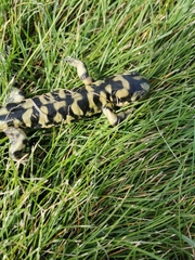 Ambystoma mavortium