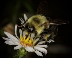 Bombus impatiens