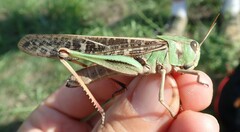 Locusta migratoria