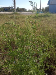 Artemisia annua