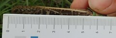 Locusta migratoria
