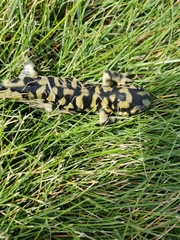 Ambystoma mavortium