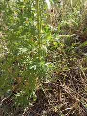 Artemisia annua