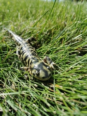 Ambystoma mavortium