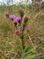 Liatris ligulistylis