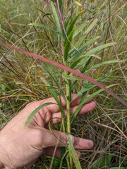 Liatris ligulistylis