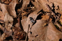 Polleniidae