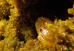 Aplidium elegans