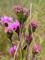 Liatris ligulistylis