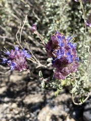 Salvia dorrii