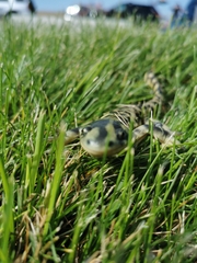 Ambystoma mavortium