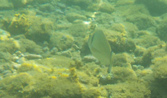 Sparus auratus