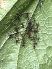 Leptoglossus phyllopus