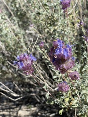 Salvia dorrii