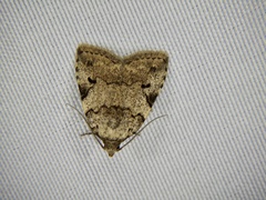 Neachrostia bipuncta