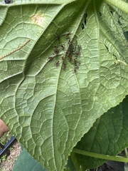 Leptoglossus phyllopus