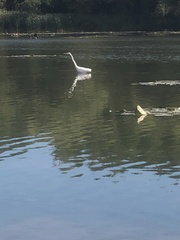 Ardea alba