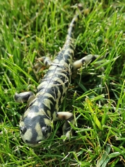 Ambystoma mavortium