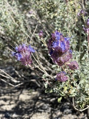 Salvia dorrii