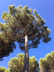 Pinus pinea