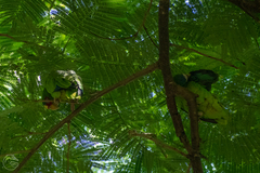 Amazona albifrons