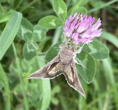 Anagrapha falcifera